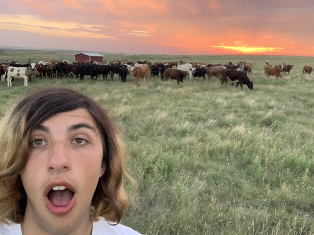 Alex standing in front of some cows